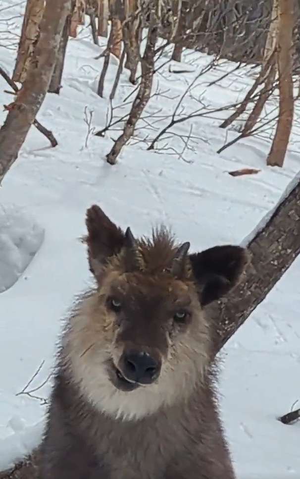 カモシカの顔をアップにした画像