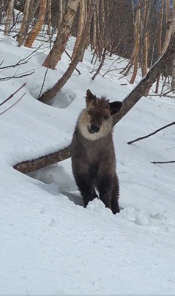 カモシカの画像