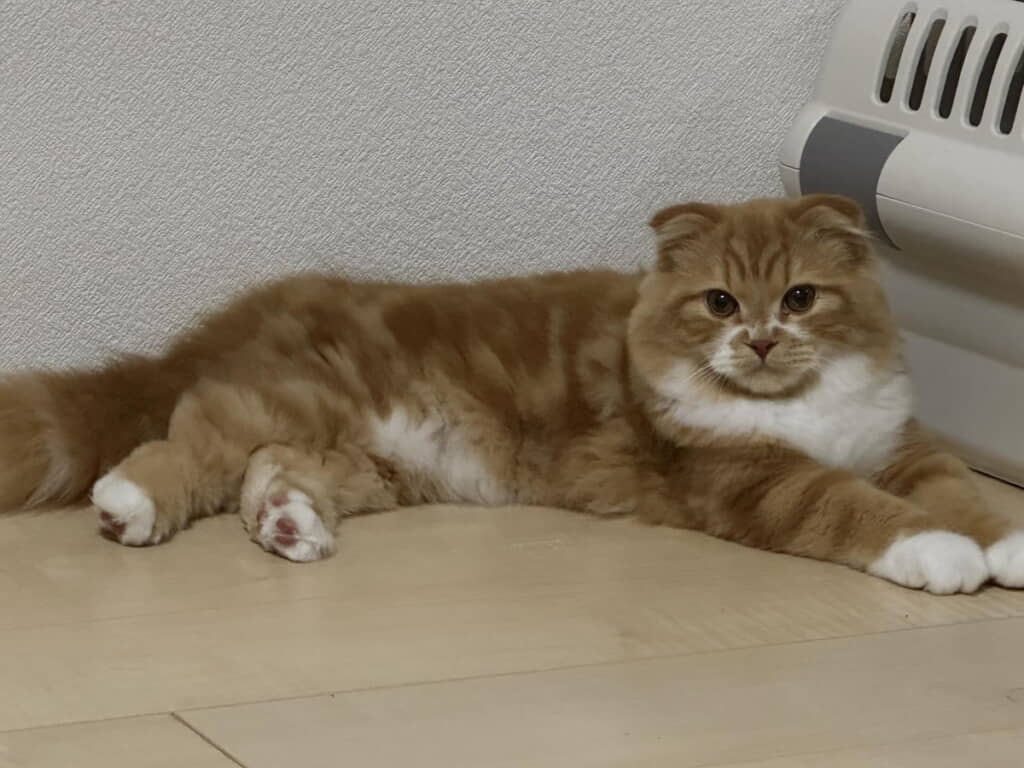 2週間でこんなに大きくなりました!