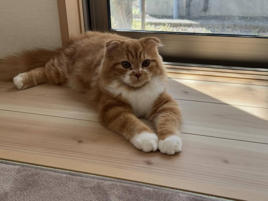 お手て触ってもいいですか?