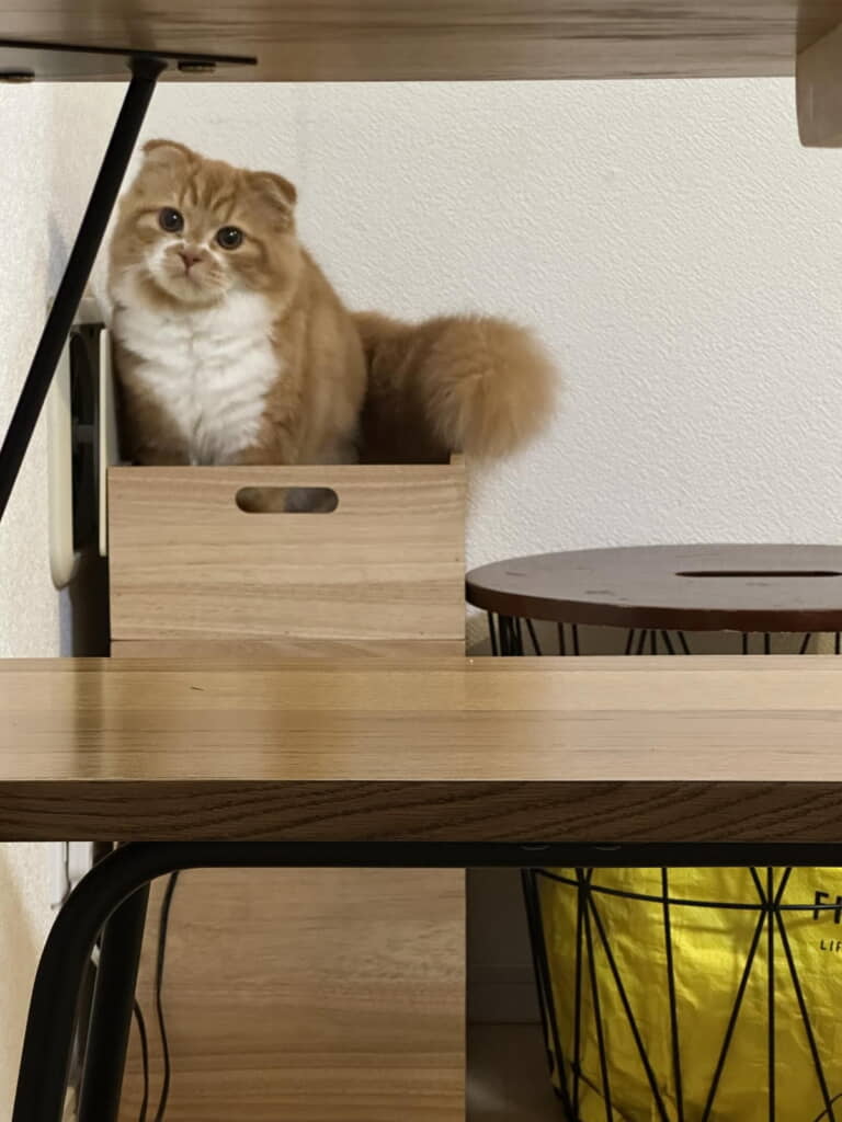 木箱が気に入ったもよう