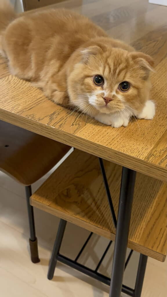 大きなおめめ&ボディーがかわいすぎる……!