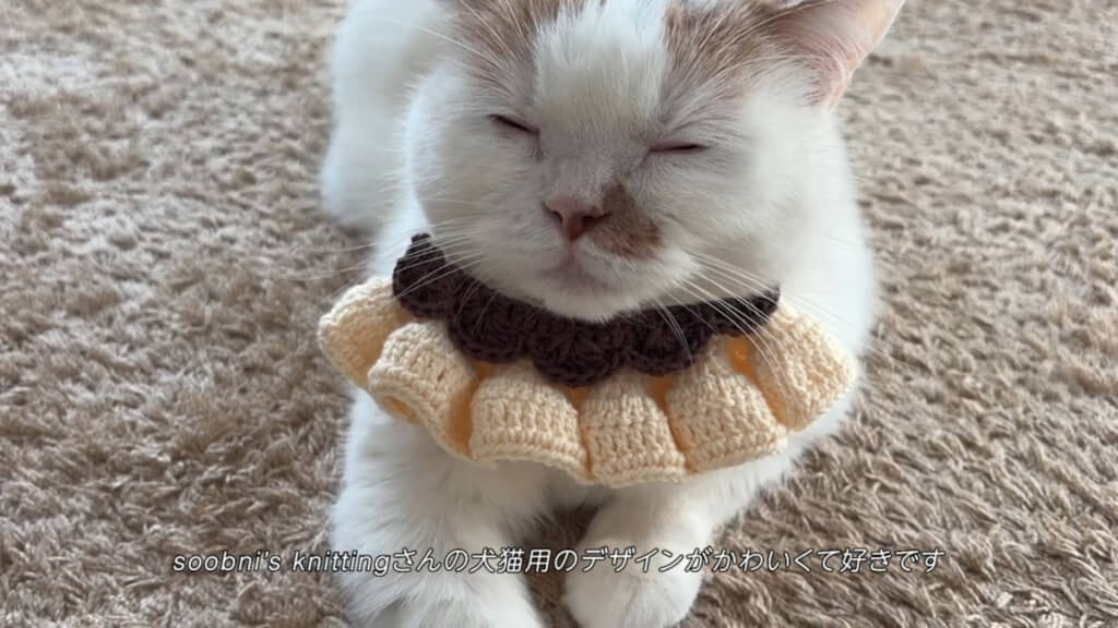 飼い主さん手作りのケープを身に着けたぷりんさん。作り方は主にYouTubeチャンネル（@soobni_knitting）の動画を参考に制作