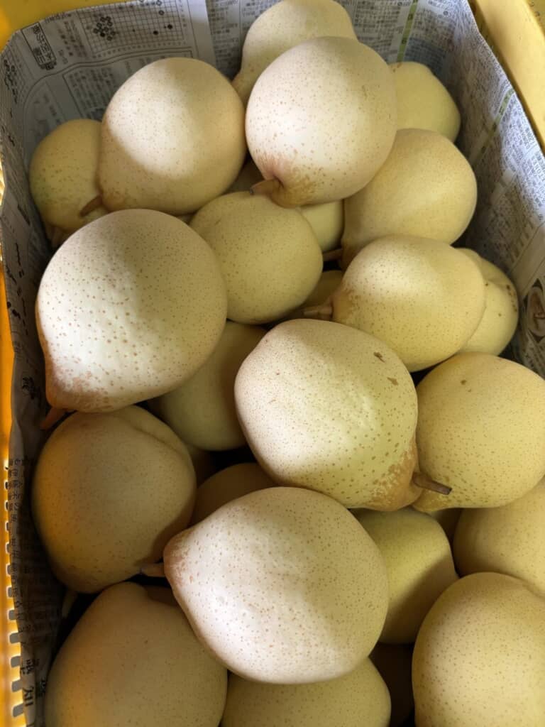 鴨梨（ヤーリー）