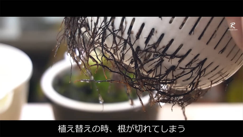 以前のザルには根が切れてしまう問題がありましたが