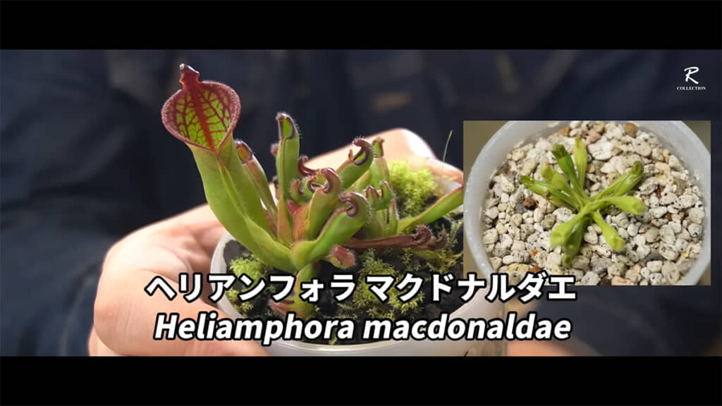 実際にザルへ植え付けてみます