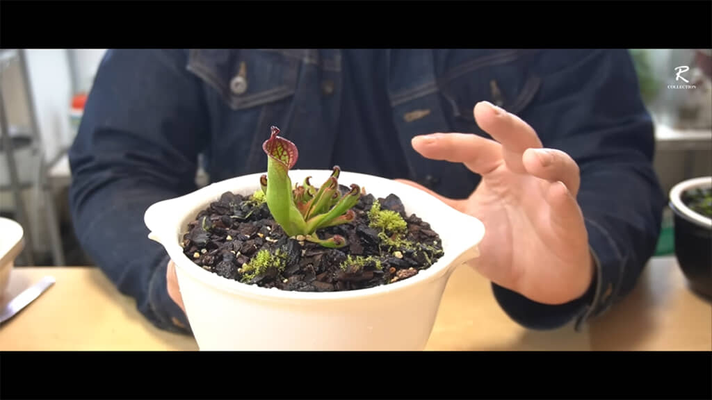 ヘリアンフォラを植え付けました