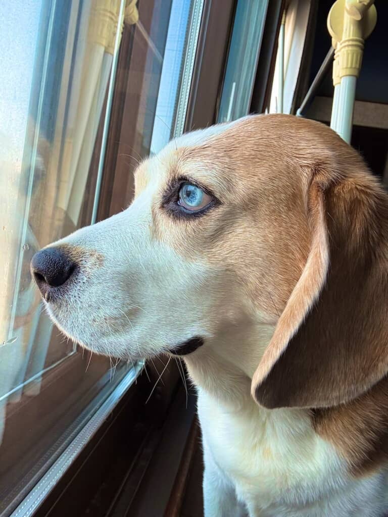 窓の外を見つめるエイトくん。凛とした横顔がステキ(画像提供:たまげに/@8tamageni8さん)