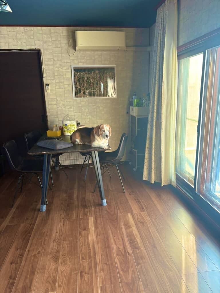 鼻で椅子をずらし、テーブルに上ることを覚えたエイトくん。怒られることを悟ってこの表情(画像提供:たまげに/@8tamageni8さん)