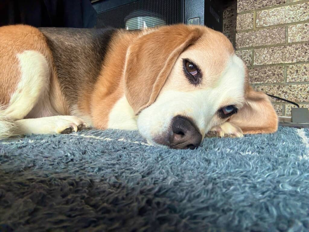 ある日のエイトくん。美しい瞳に見とれてしまいます(画像提供:たまげに/@8tamageni8さん)