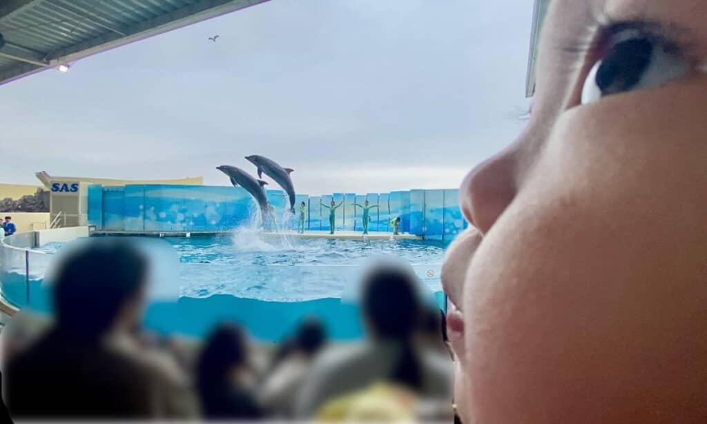 イルカを見ていない息子くん