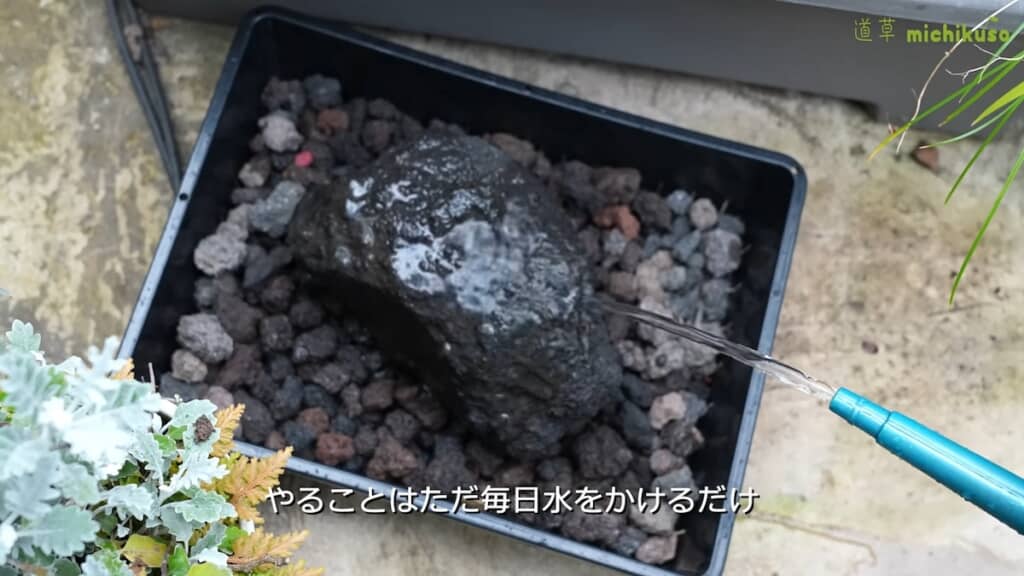 ひたすら毎日水をかけ続けていきます