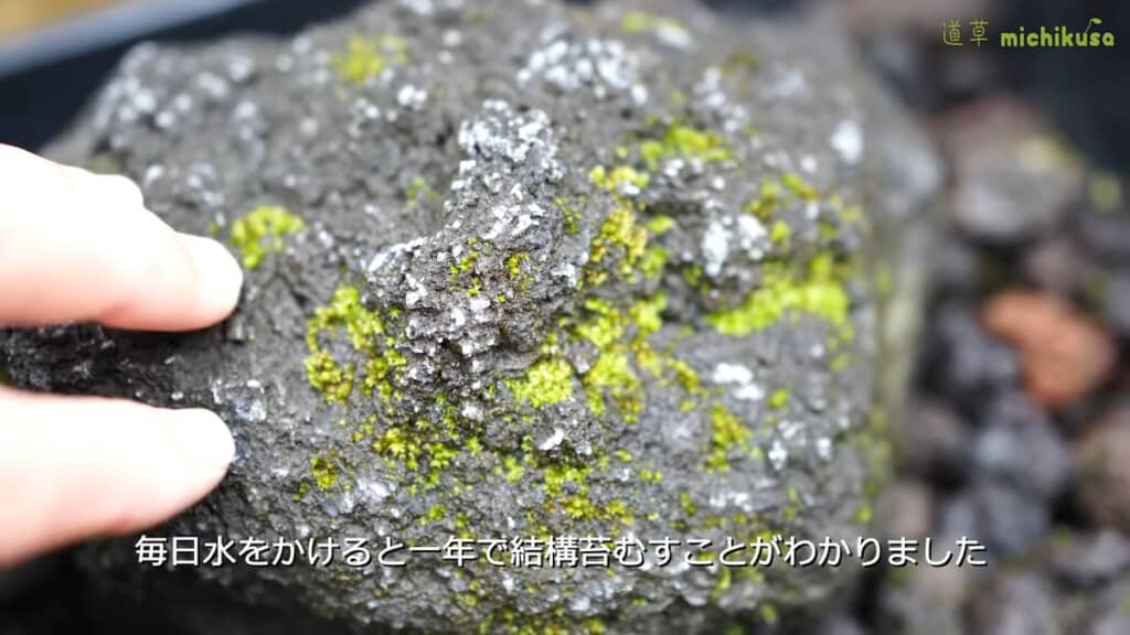 1年でここまで苔が生えました