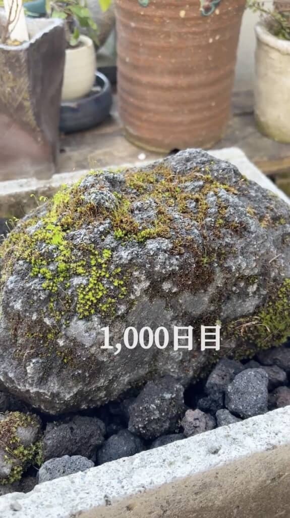 かなり苔が増えている！