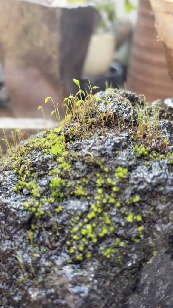 背の高い芽も伸びています