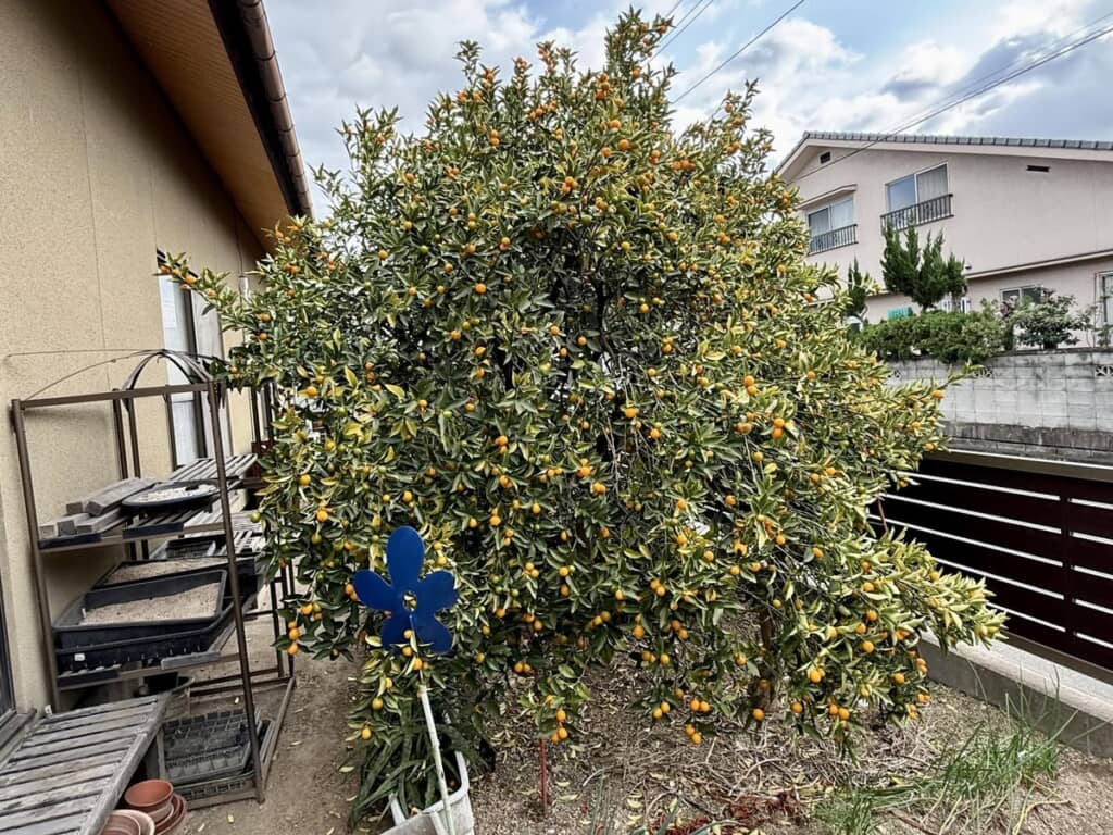 大量の実をつけたキンカンの木