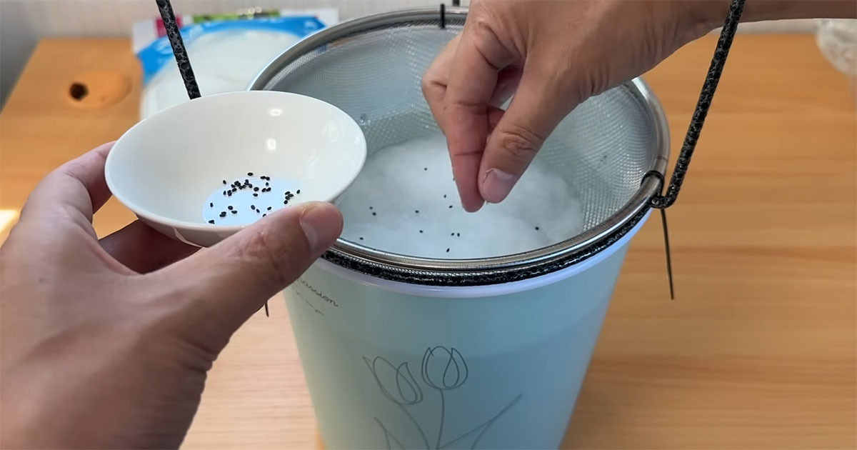 「もうバジルは買わない」セリアのザルに種を40粒まいて8カ月…… 想像以上の大収穫に「これはやってみたくなる」(1/3) | ライフスタイル ねとらぼ