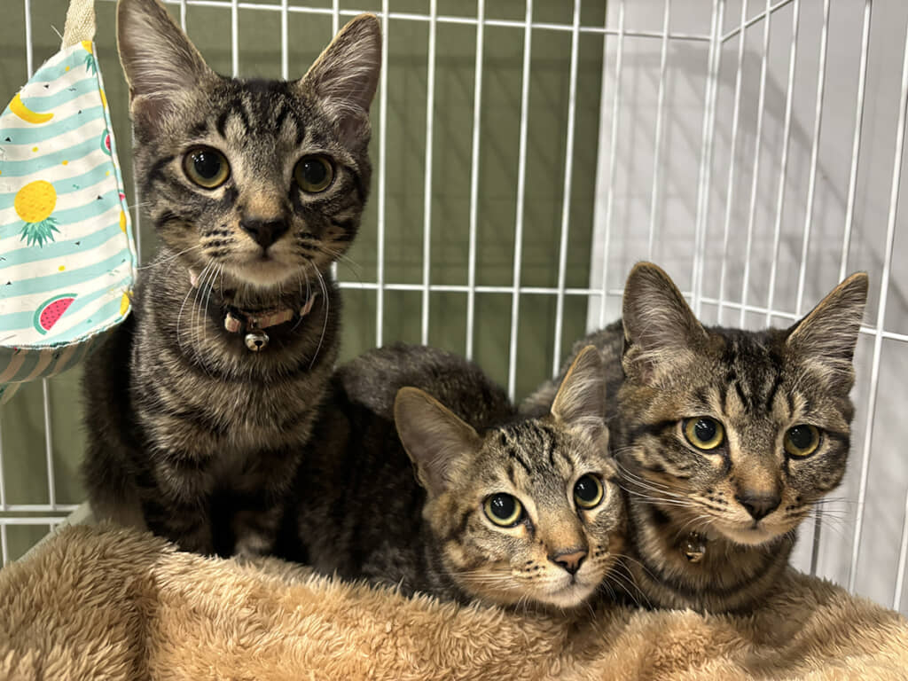 おめめキュルキュルでかわいい猫ちゃんたち