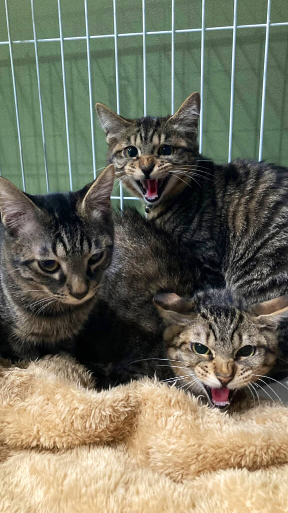 夫に対してはブチギレ顔