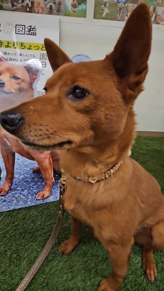 こはるさんも心なしか得意げ