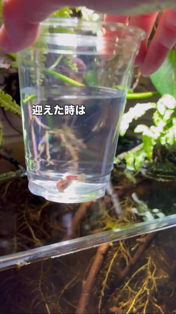 かわいらしい熱帯魚をお迎え