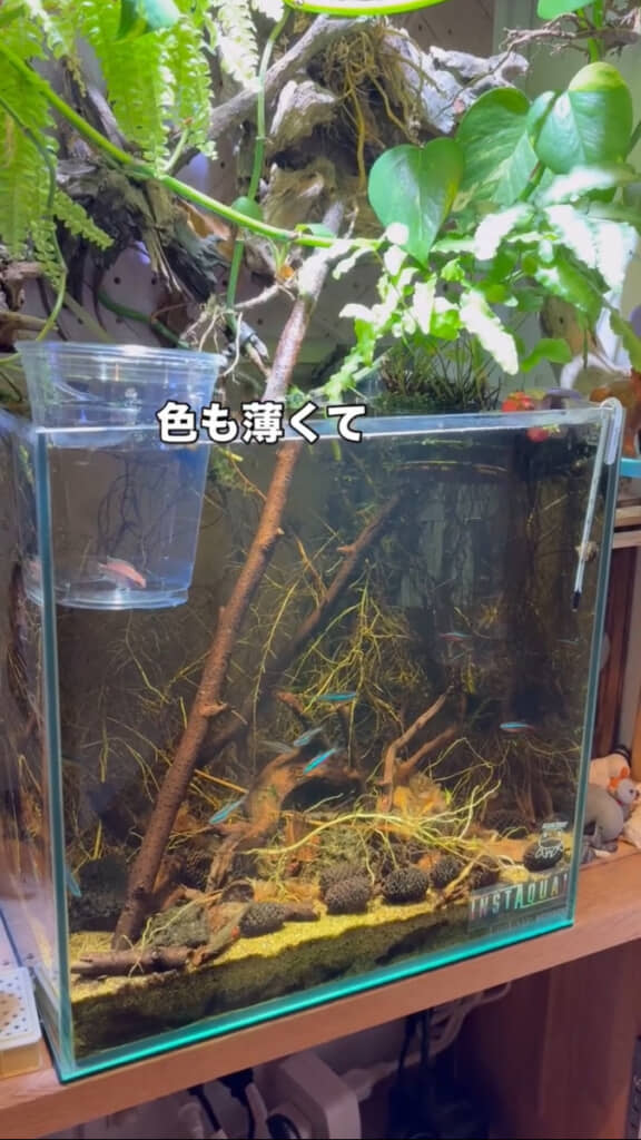 なんだか色が薄め……