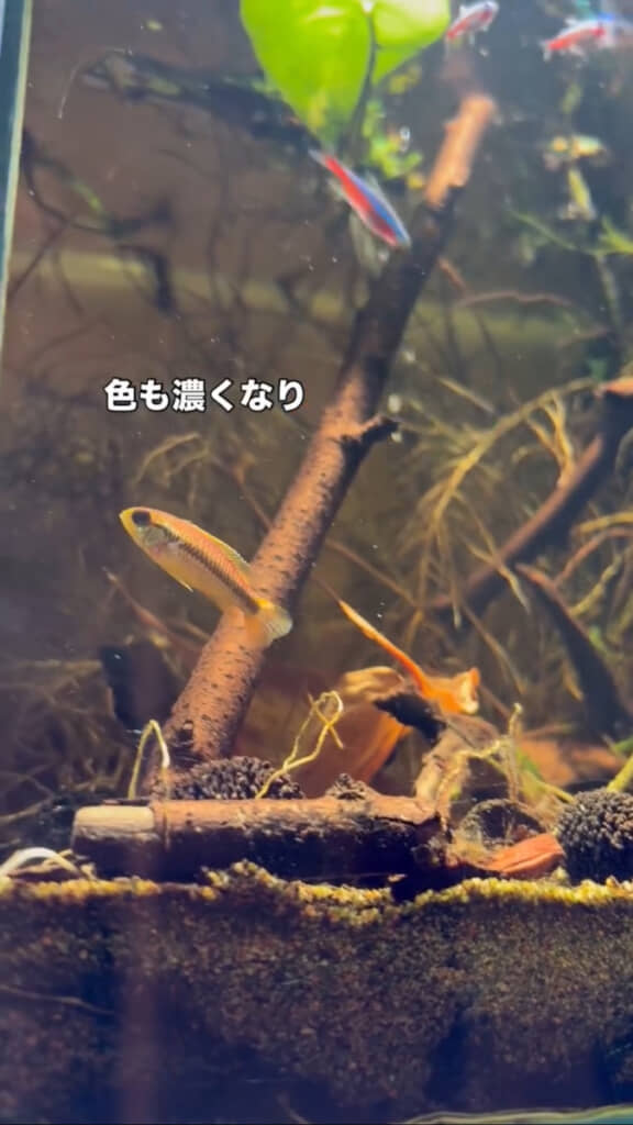 元気に水槽を泳ぎ回る