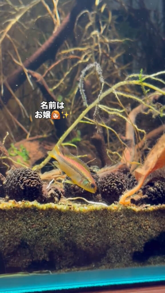 ちょっぴり気が強め