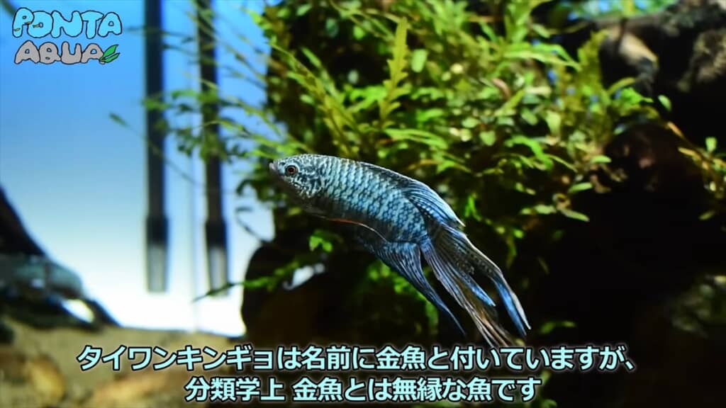 青い金魚みたいな魚「タイワンキンギョ」