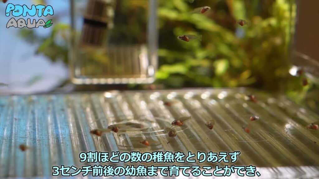 青い金魚みたいな魚「タイワンキンギョ」の稚魚