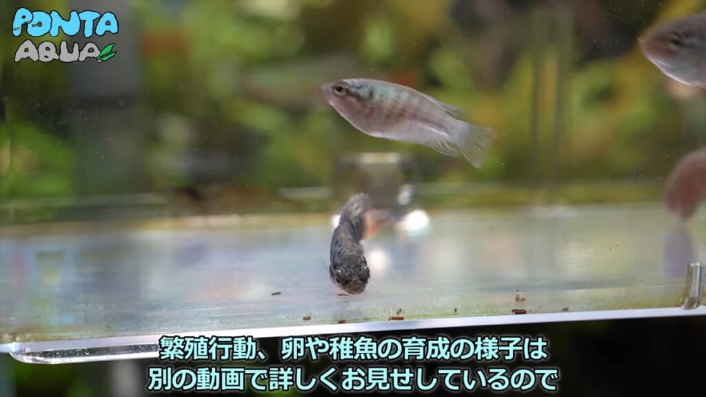 青い金魚みたいな魚「タイワンキンギョ」の稚魚