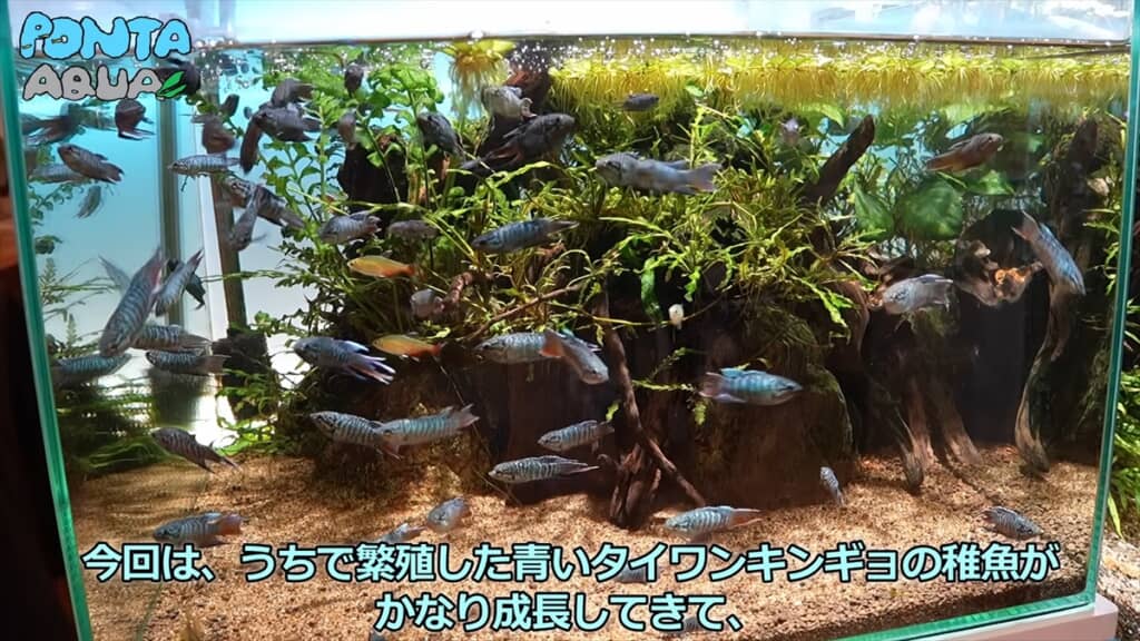 青い金魚みたいな魚「タイワンキンギョ」の幼魚