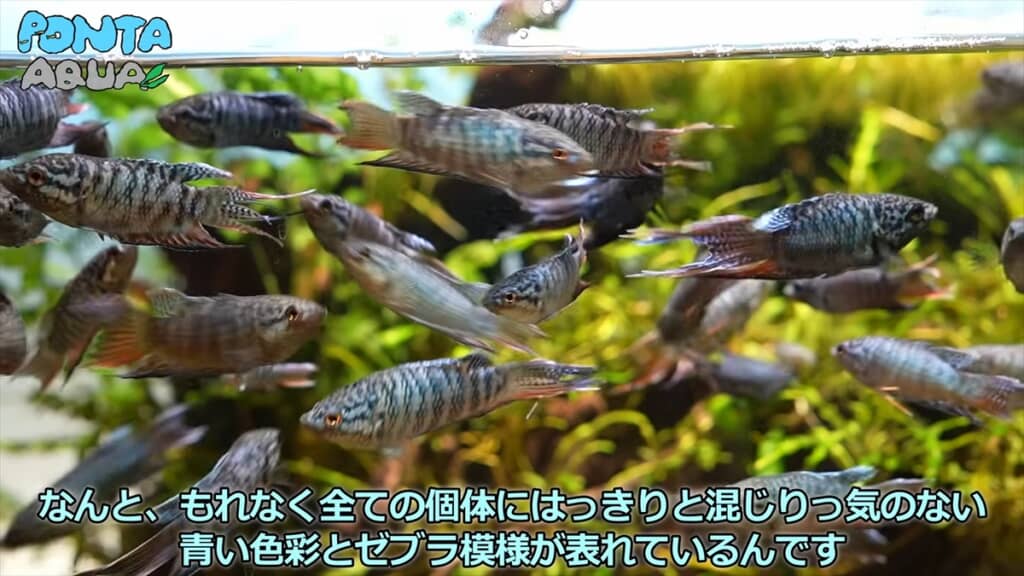 青い金魚みたいな魚「タイワンキンギョ」の幼魚