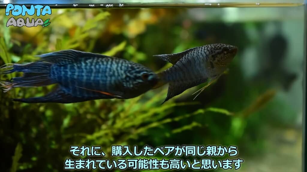 青い金魚みたいな魚「タイワンキンギョ」