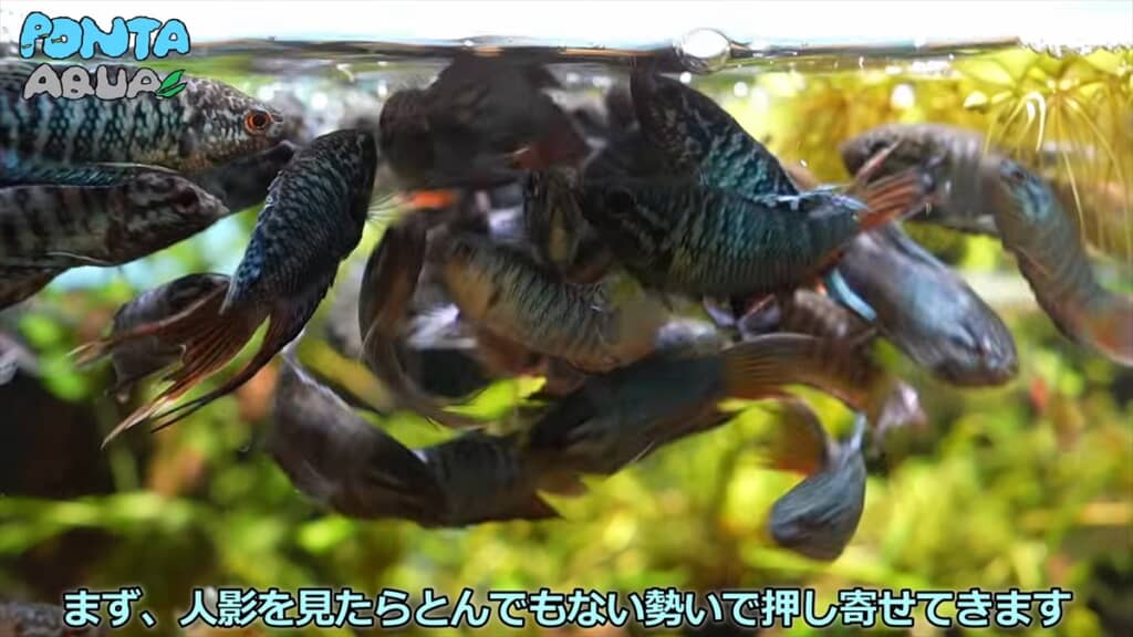 青い金魚みたいな魚「タイワンキンギョ」の幼魚