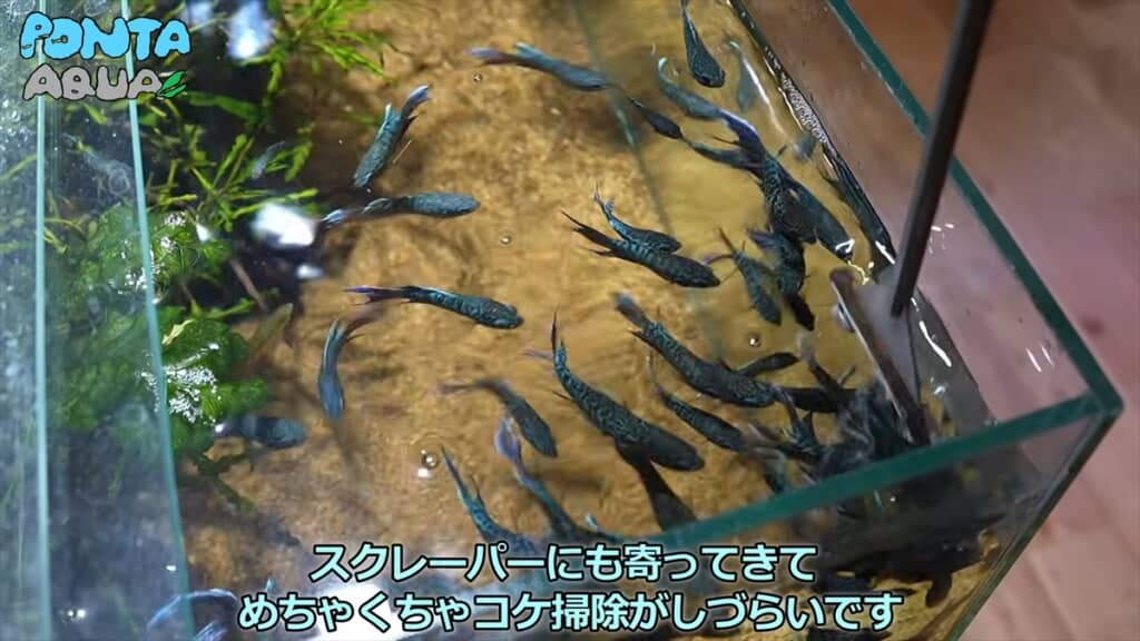 青い金魚みたいな魚「タイワンキンギョ」の幼魚