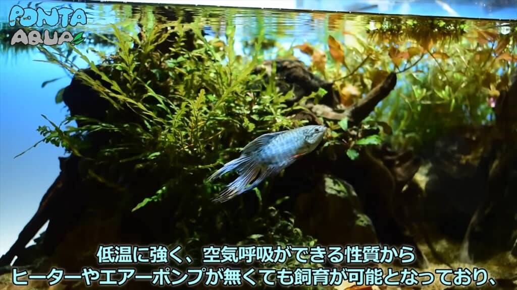 とても飼いやすいそうです