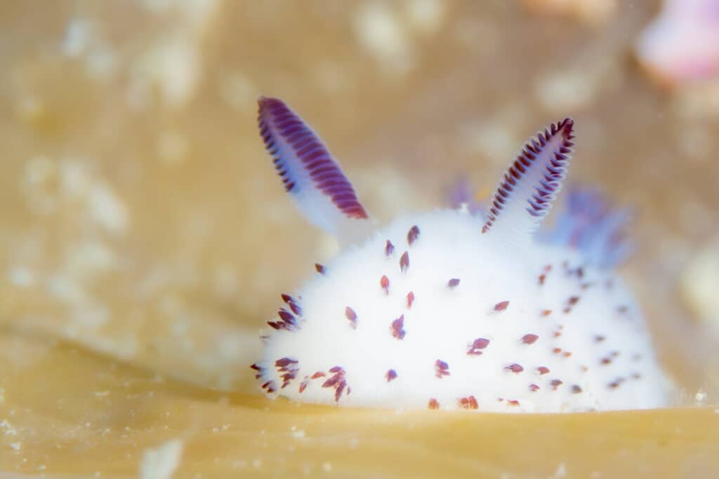 海の中にうさちゃん!?