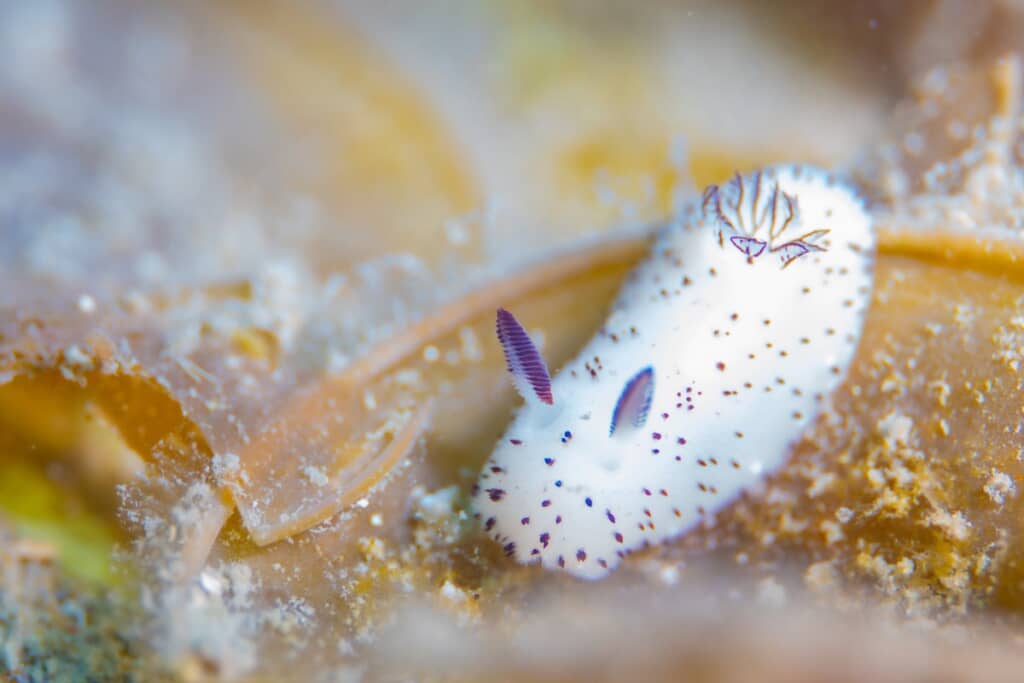 ゴマフビロードウミウシだからゴマちゃん