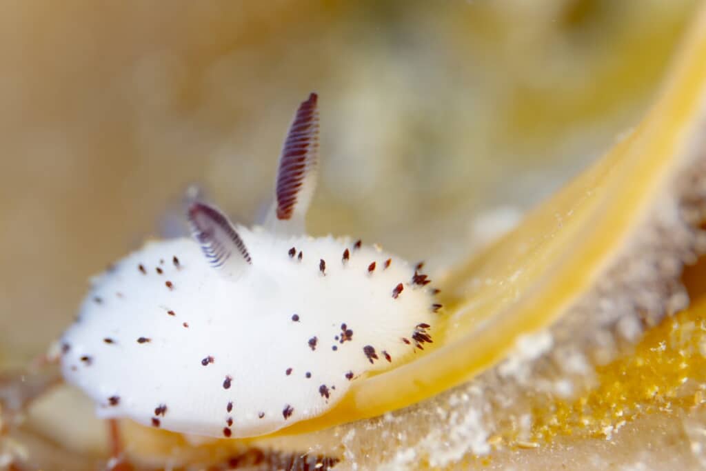 耳のような部分は実は感覚器