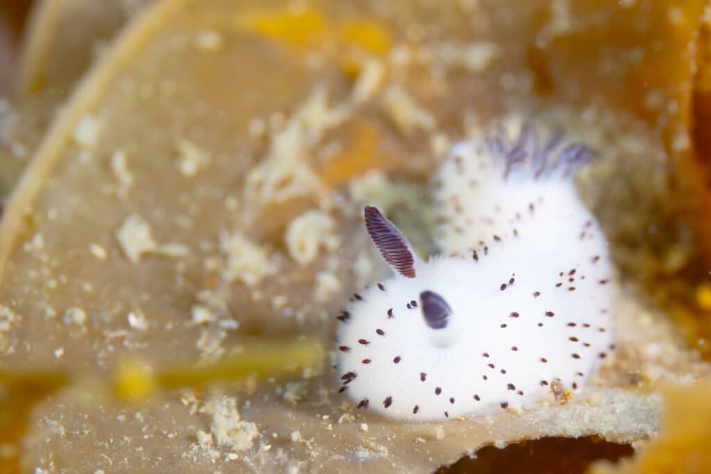 人体に影響のない程度の毒は持っているため一応注意です