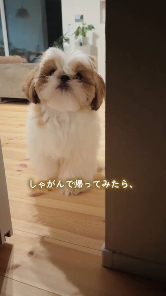 ゆっくり飼い主さんに気づく様子にも癒やされます