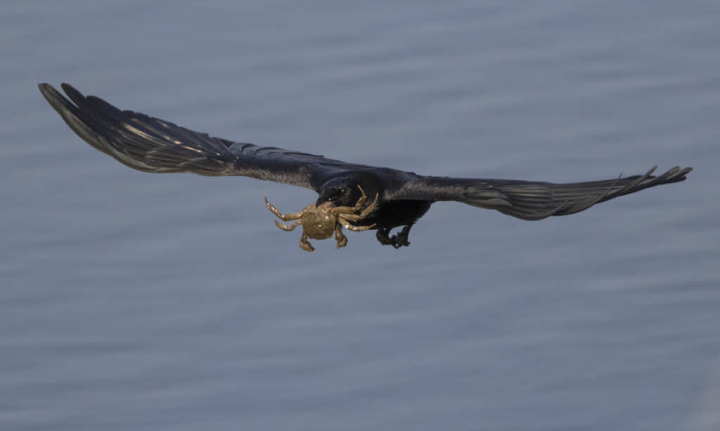 カニをくわえて飛ぶカラス