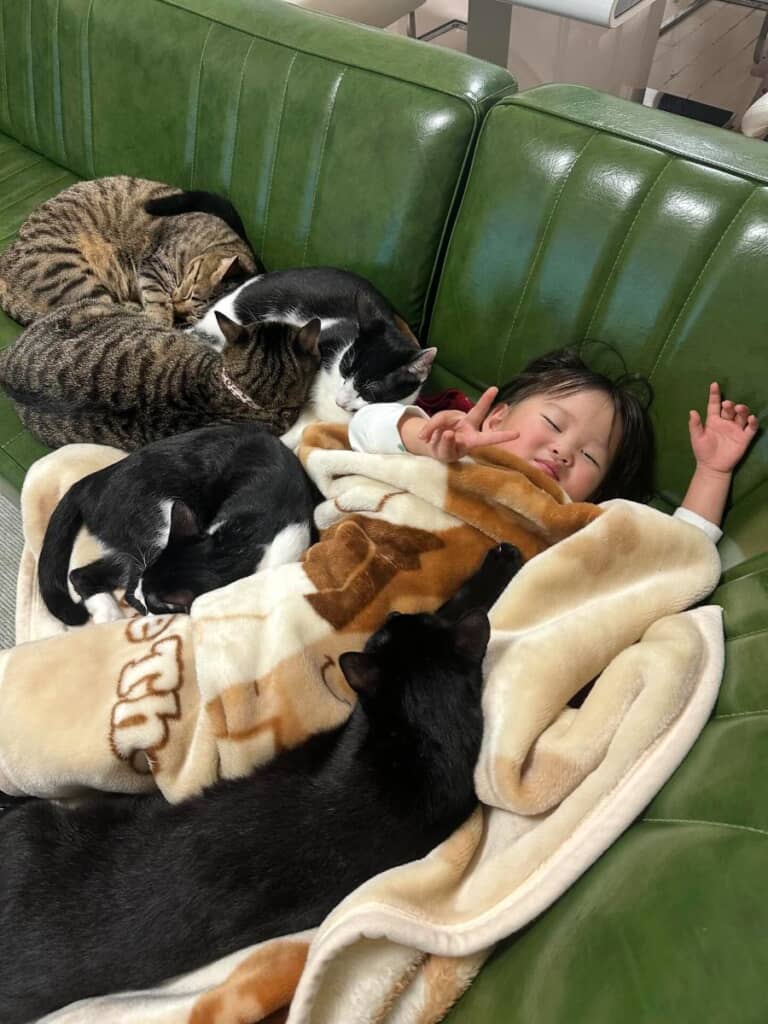 4年経った今も娘ちゃんにべったりな猫たち