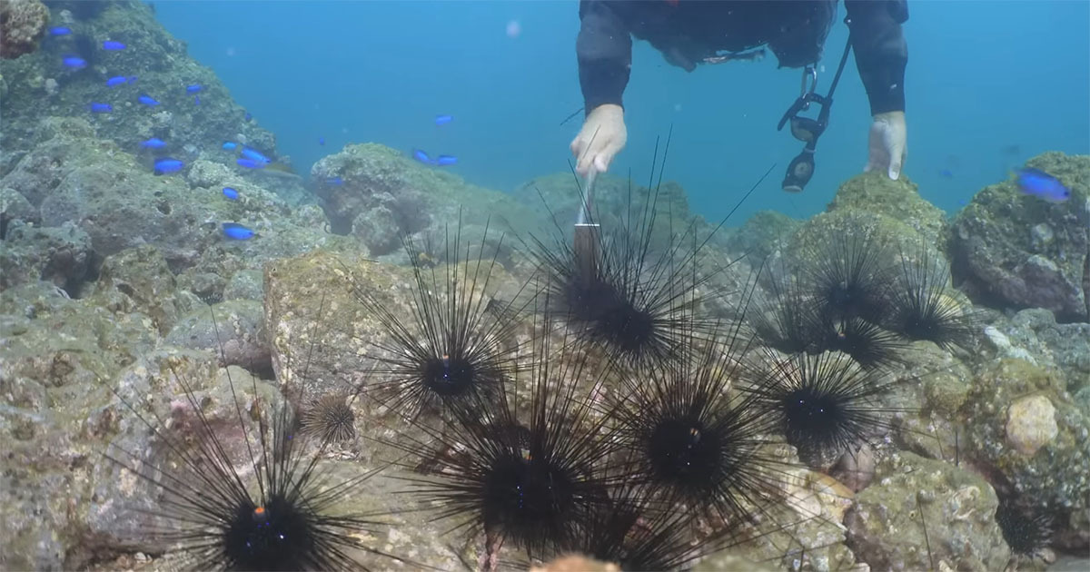 ←ウニを駆除した漁礁　放置した漁礁→　6年後の“目を疑う結果”に「不思議がいっぱい」「こんなに大きく」（1/3） | その他生き物 ねとらぼ