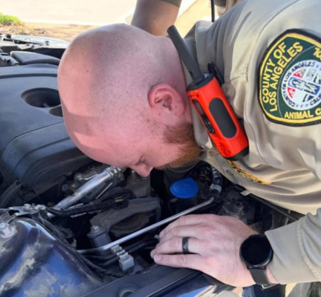 動物保護センターの職員がボンネット内を点検すると…