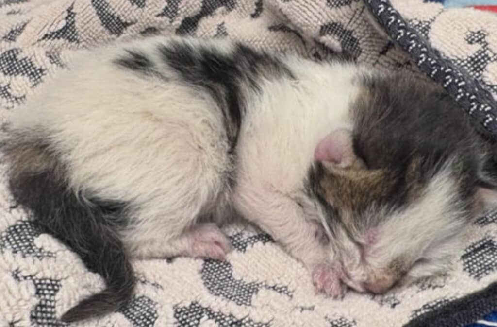 けがもなく無事に救助された子猫