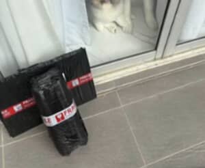 配達員と3匹の犬の間には穏やかな交流があった