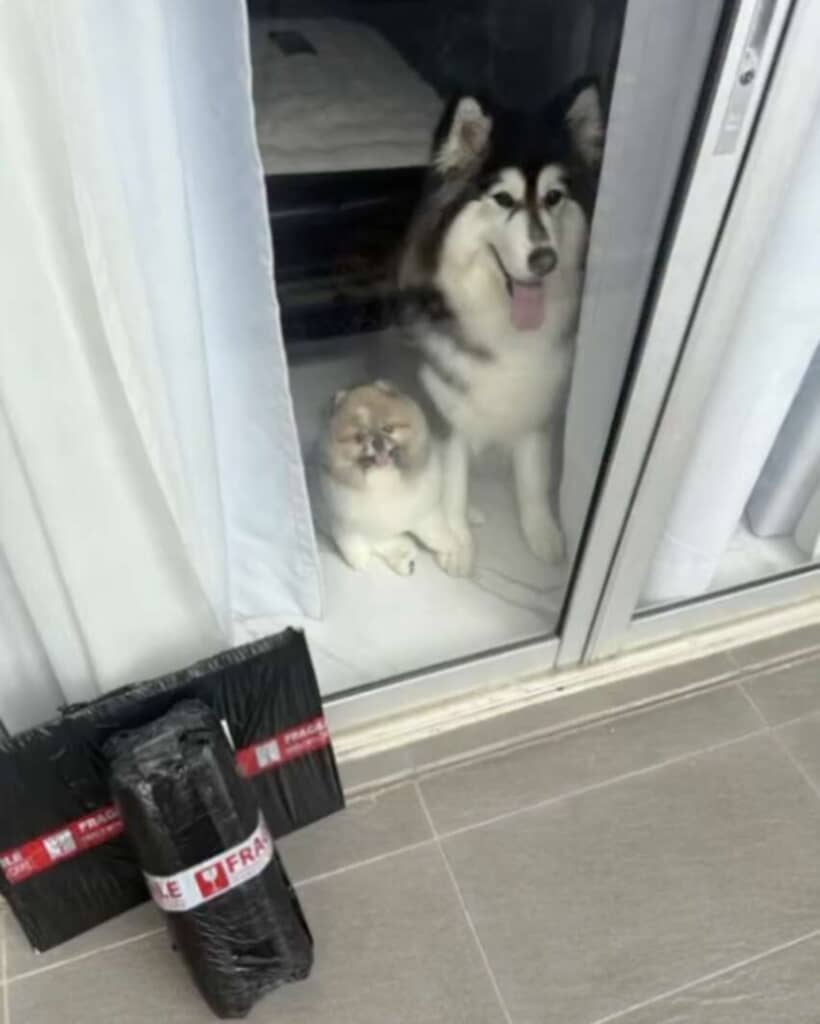 配達時に顔を見せてくれた3匹の犬たち