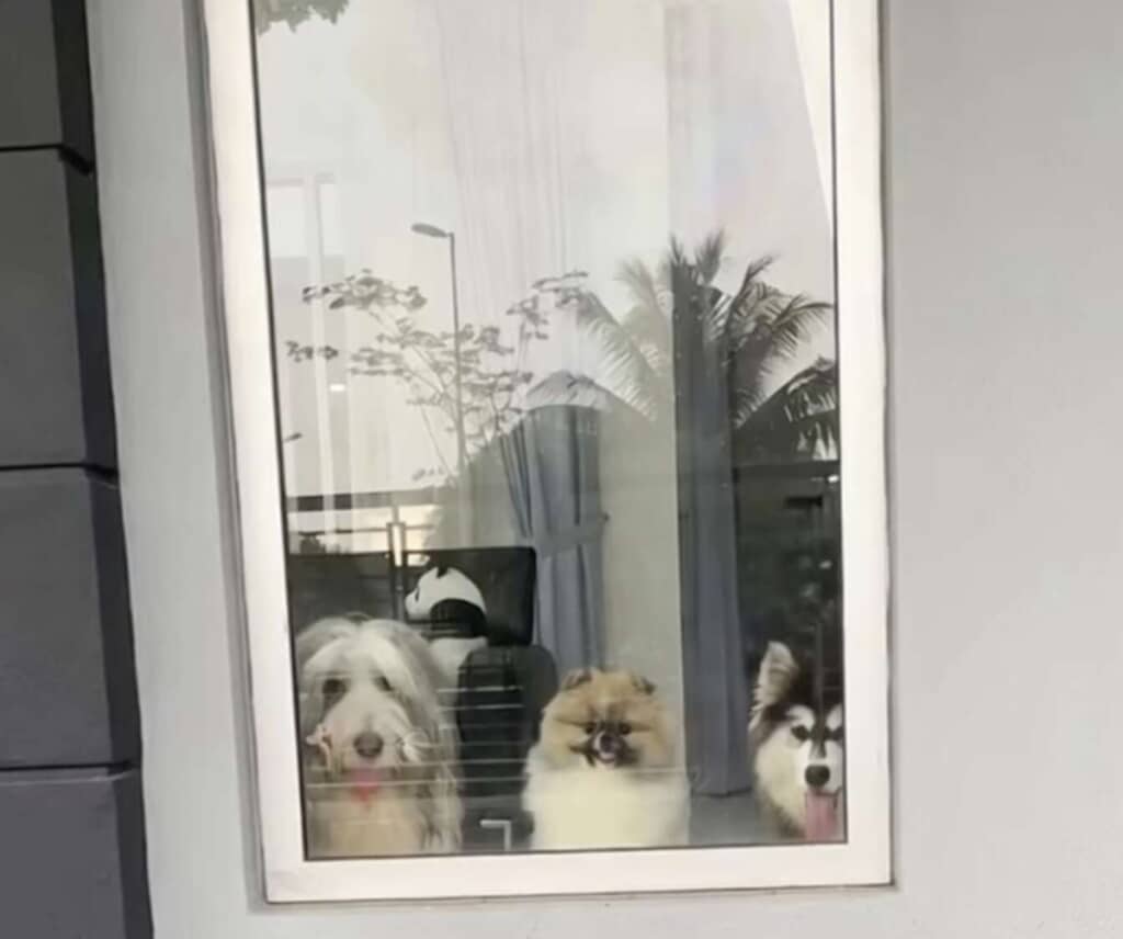 飼い主は配達員から送られてくる愛犬の画像が大好きだった